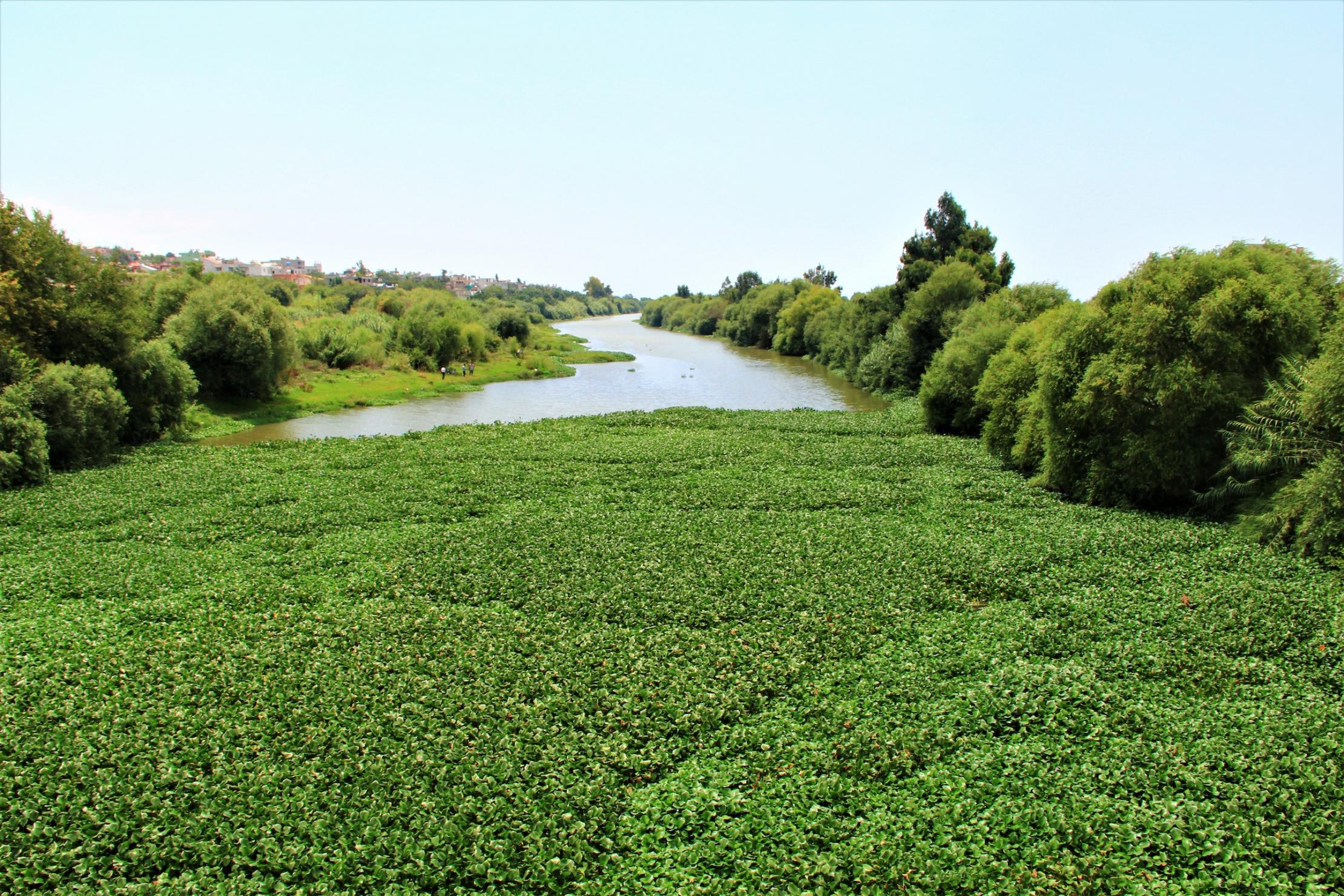 Asi River, Türkiye - Water hyacinth hyapollution